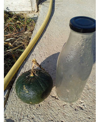 Calabacín - Calabaza Zapallo de Argentina
