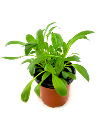Valeriana roja