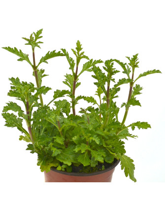 Verbena