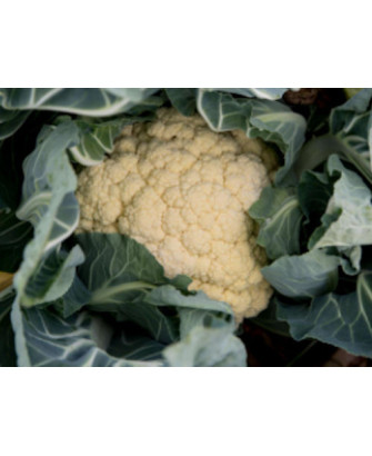 Coliflor orella d'ase