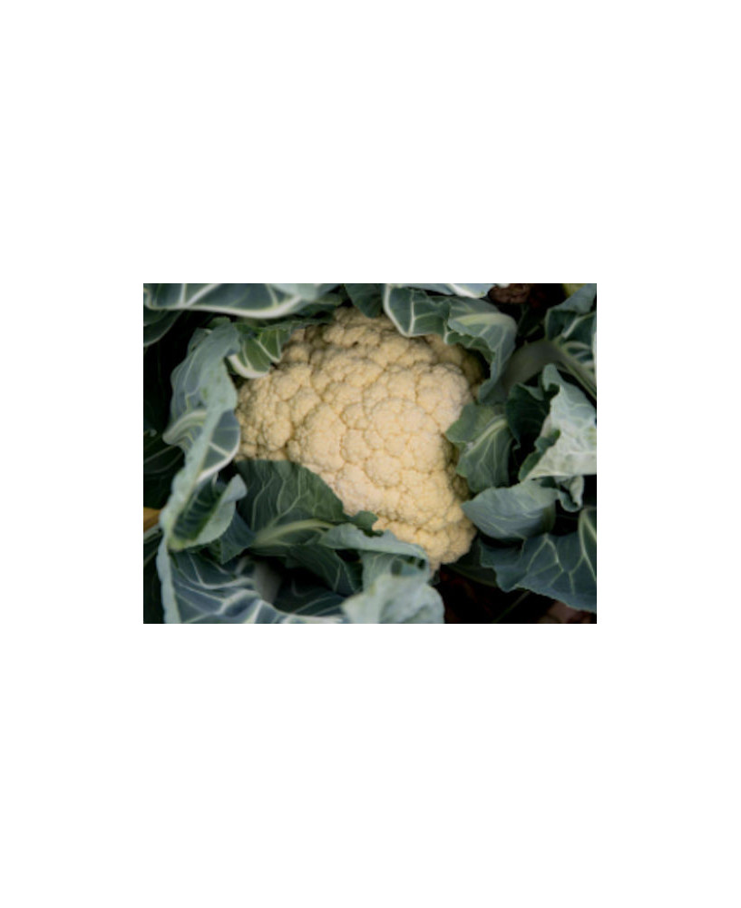 Coliflor orella d'ase