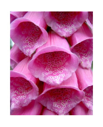 Dedalera purpura