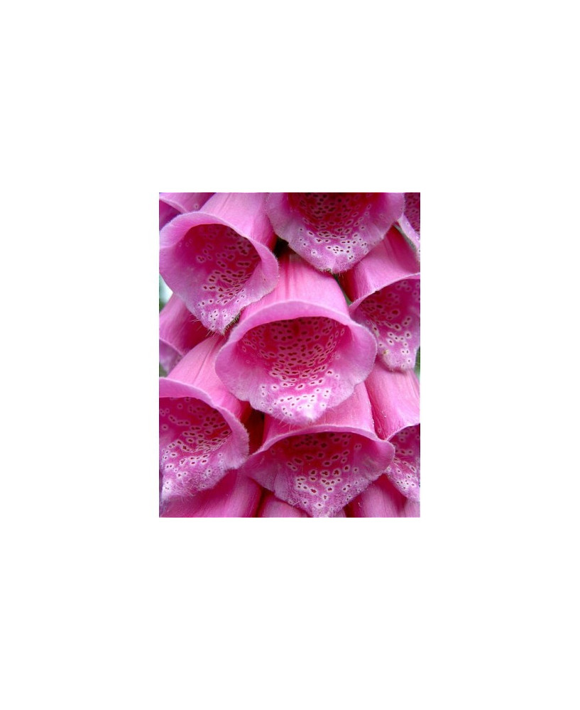 Dedalera purpura