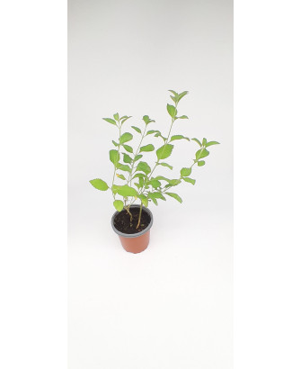 Verónica antártica ornamental flor blanca