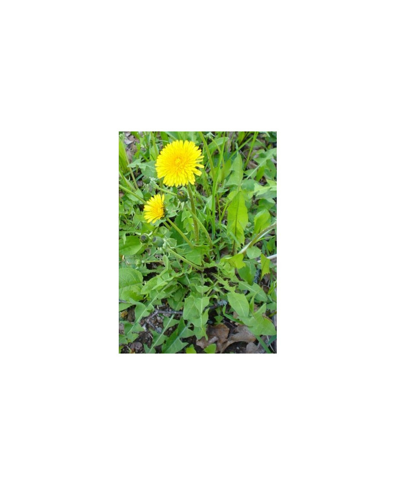 Diente de león