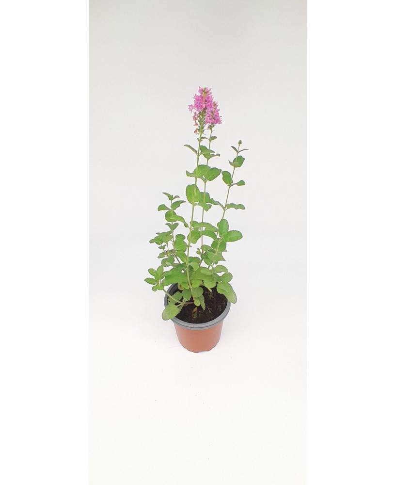 Verónica longifolia ornamental flor rosa