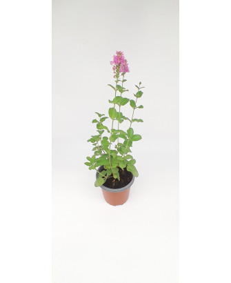 Verónica longifolia ornamental flor rosa