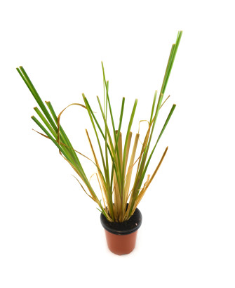 Vetiver