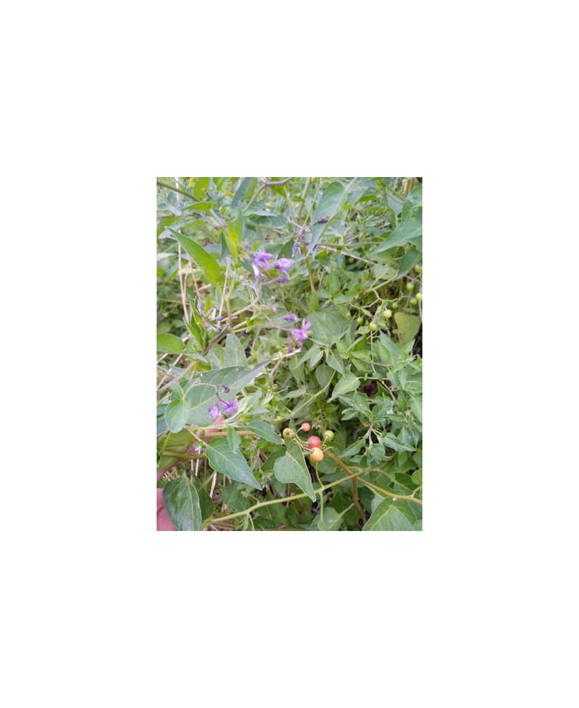 Dulcamara