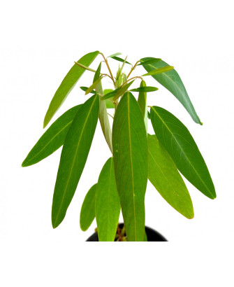 Desmodium