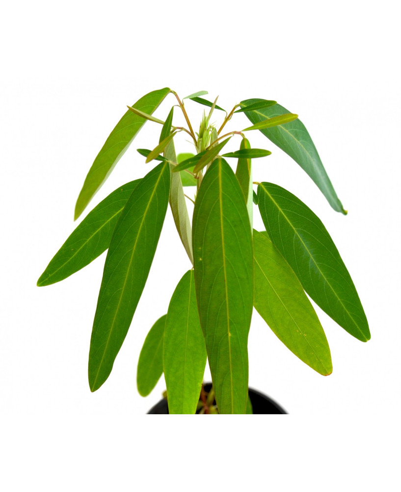 Desmodium