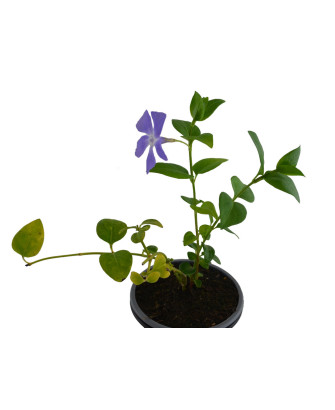 Vinca minor