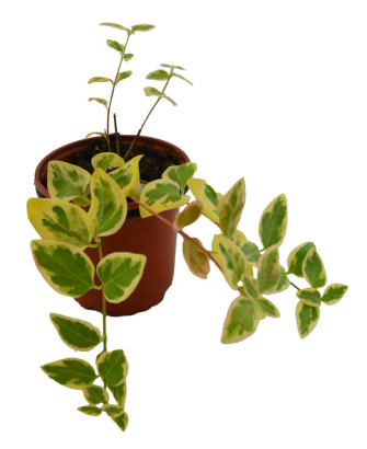Vinca major hoja amarilla