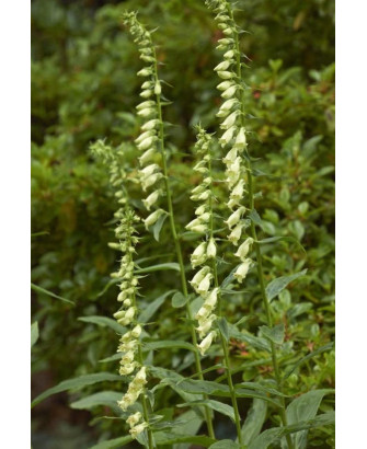 Dedalera flor amarilla