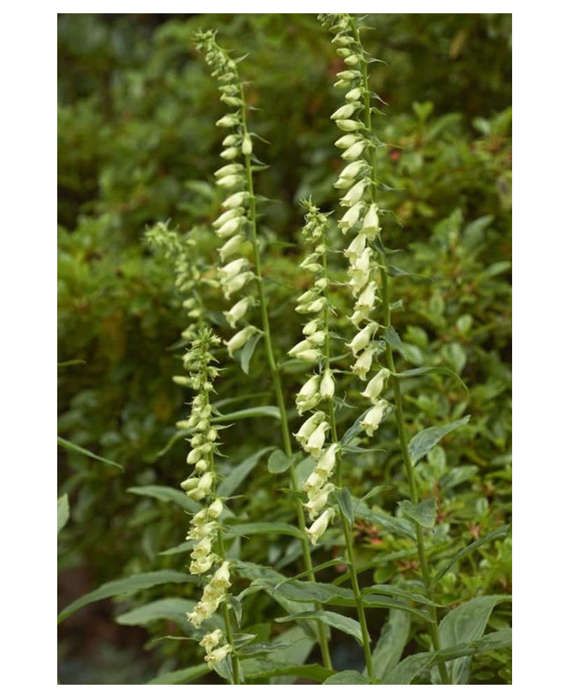 Dedalera flor amarilla