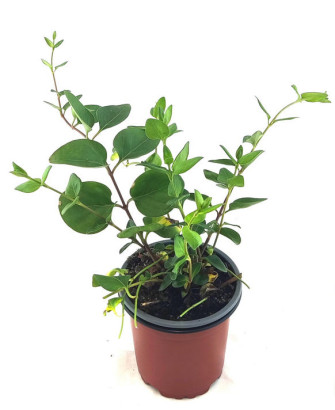 Vinca major hoja verde