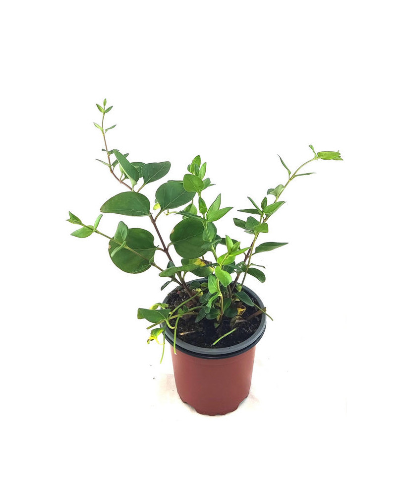 Vinca major hoja verde