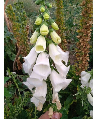 Dedalera flor blanca