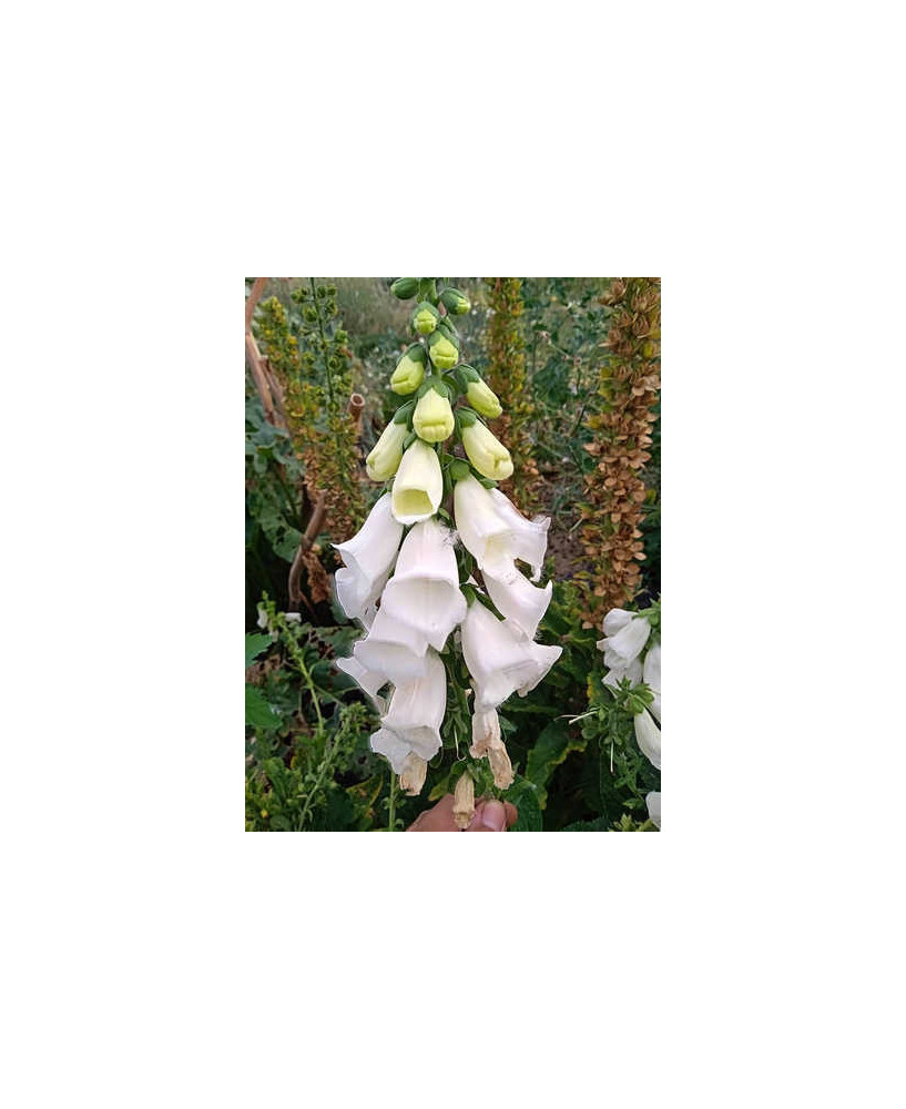 Dedalera flor blanca