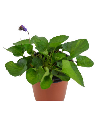 Violeta blanca