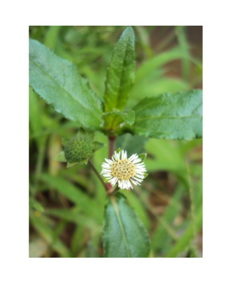Eclipta alba