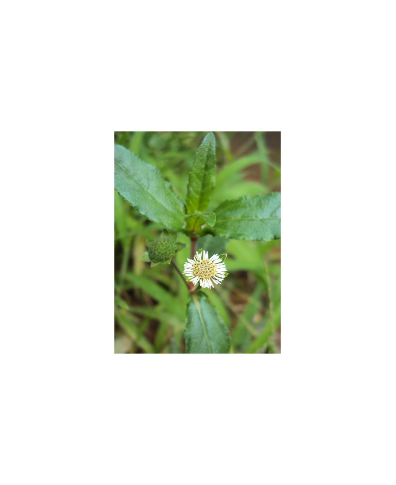Eclipta alba