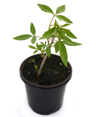 Vitex - Sauzgatillo
