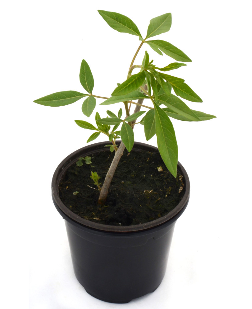 Vitex - Sauzgatillo