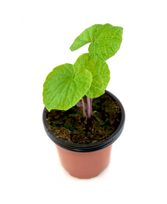 Wasabi verde