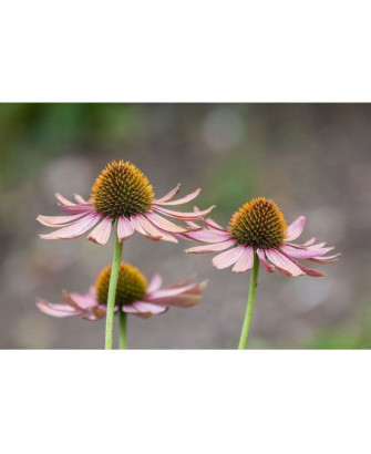 Equinácea purpurea