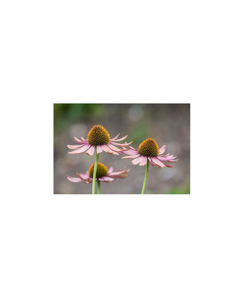 Equinácea purpurea