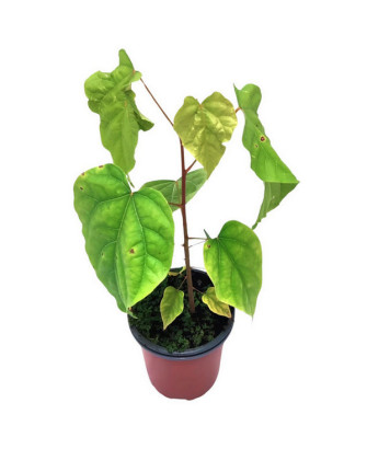 Achiote