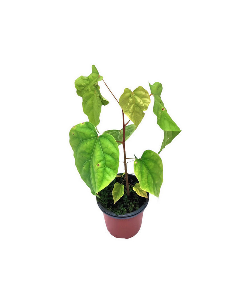 Achiote