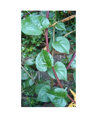 Espinaca enredadera, roja
