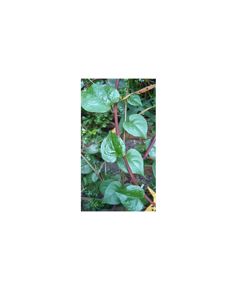 Espinaca enredadera, roja