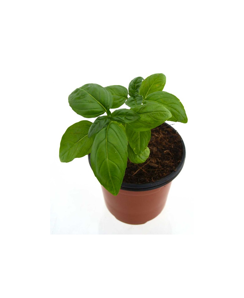 Albahaca hoja ancha "pesto"