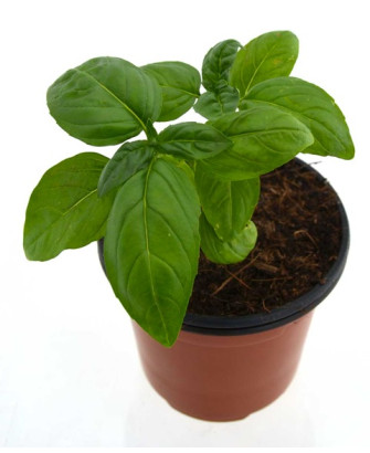 Albahaca hoja ancha "pesto"