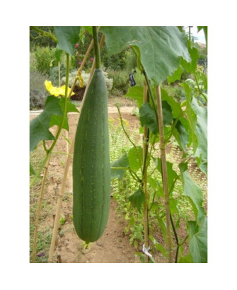 Calabaza esponja (Lufa)