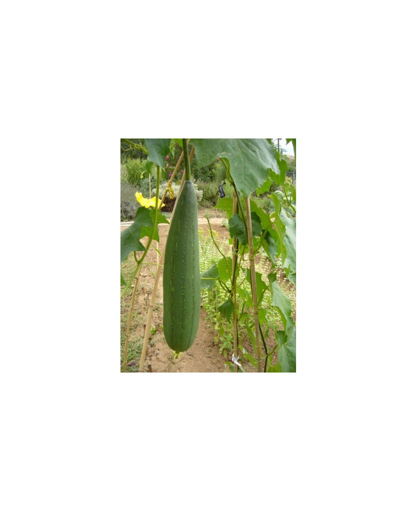 Calabaza esponja (Lufa)