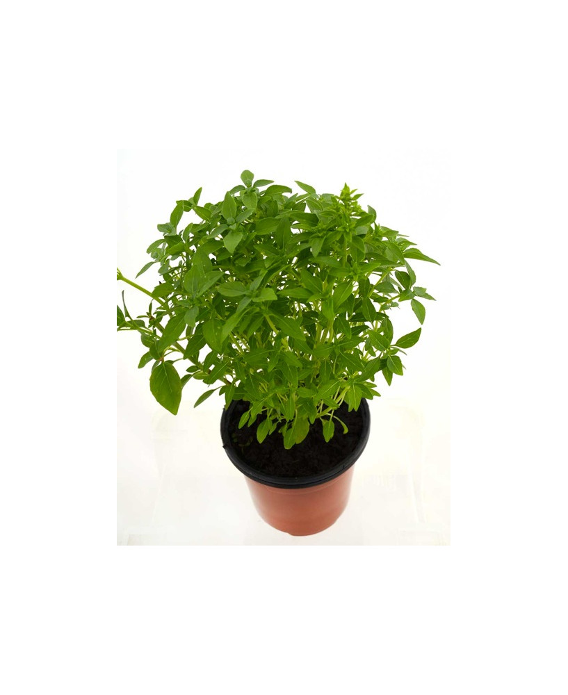 Albahaca de hoja estrecha