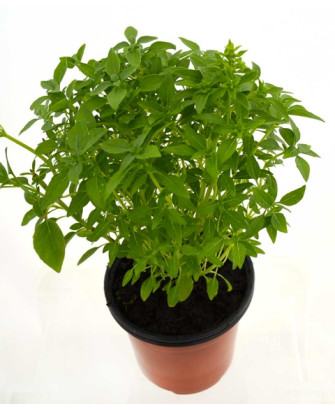 Albahaca de hoja estrecha