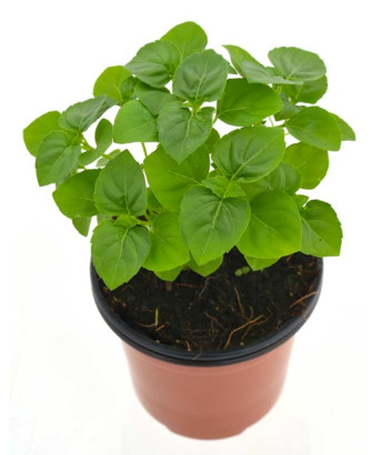 Albahaca perenne