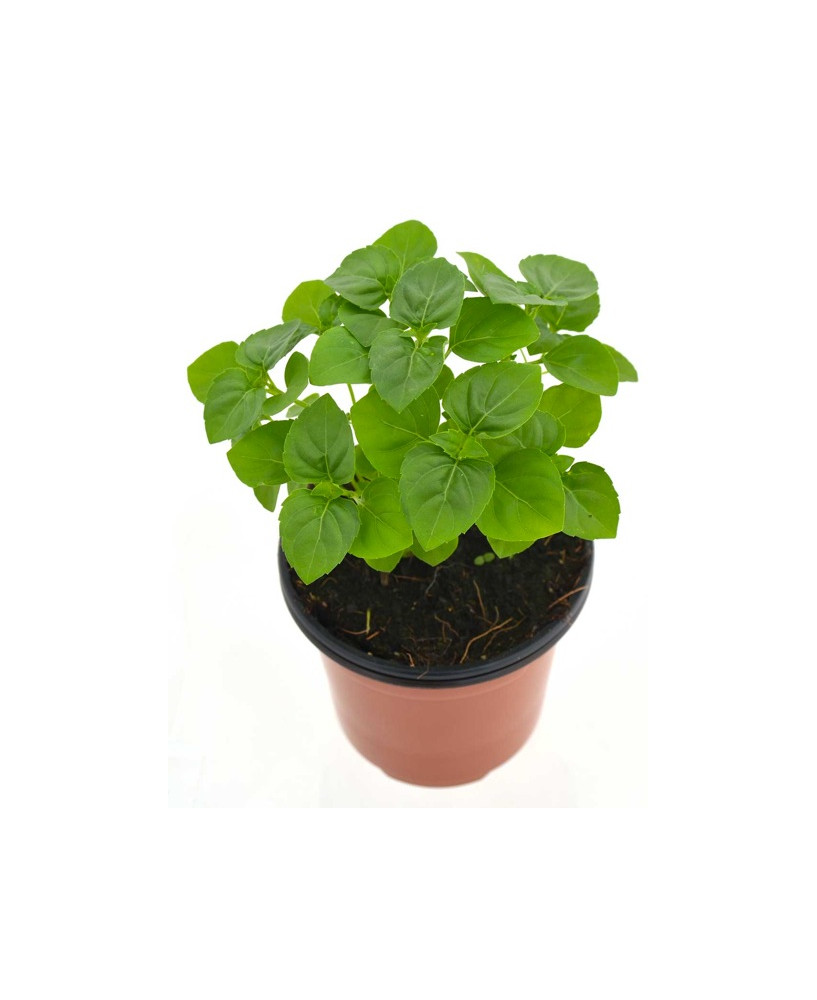 Albahaca perenne
