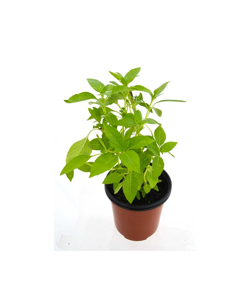 Albahaca sabor limón
