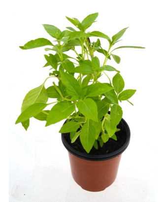 Albahaca sabor limón