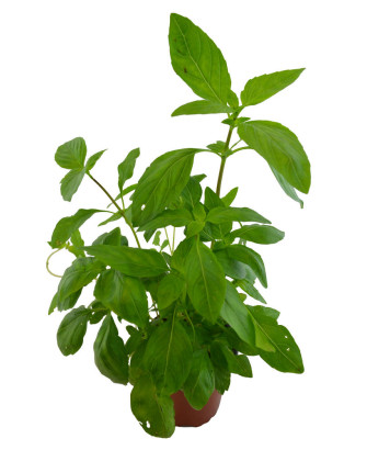 Albahaca tailandesa