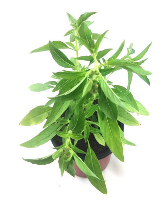 Albahaca alcanfor