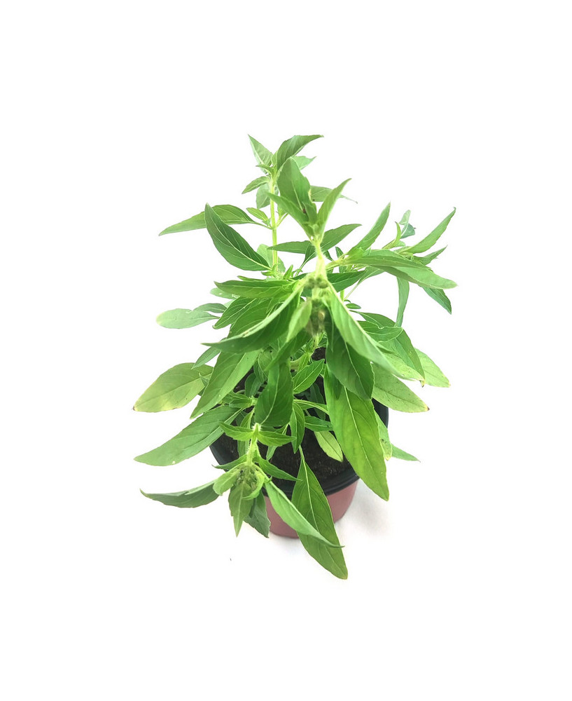 Albahaca alcanfor