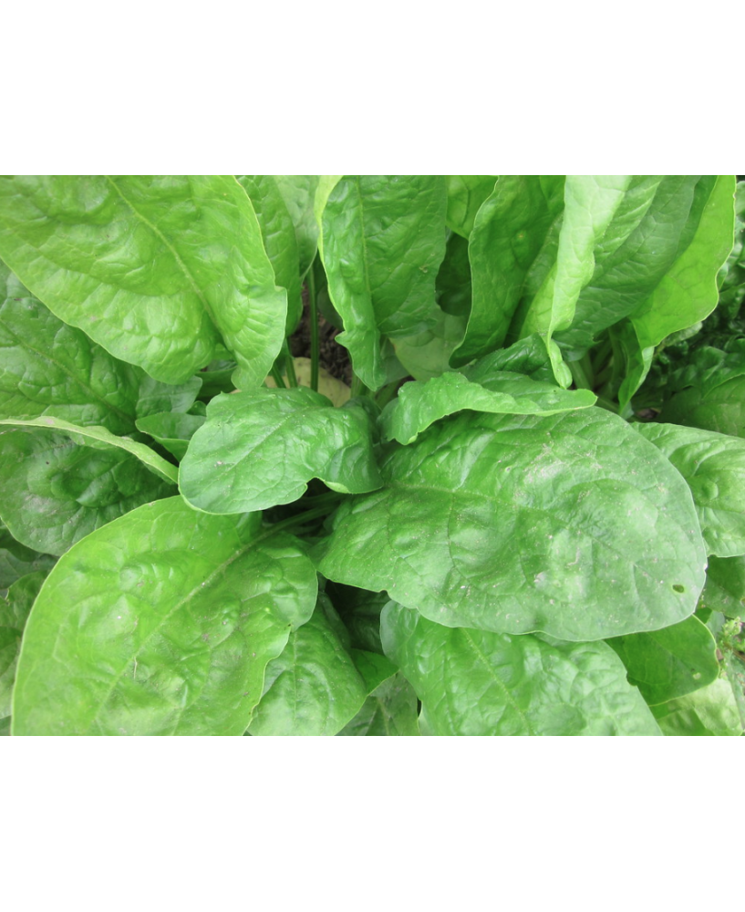 Espinaca