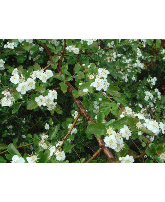 Espino blanco
